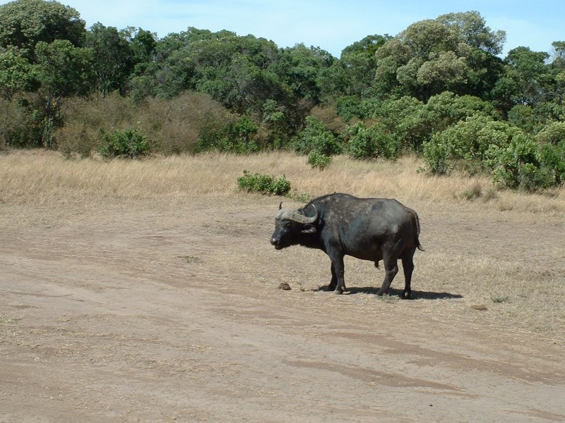 gal/Honeymoon/Masai Mara/DSCF0164.JPG